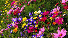Blumenwiese Deggenhausertal
